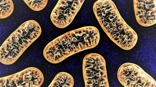 Illustration of mitochondria showing inner membrane cristae